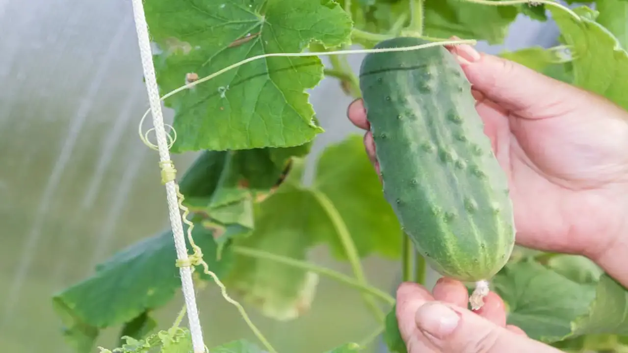 Advantages And Disadvantages Of Round Cucumbers