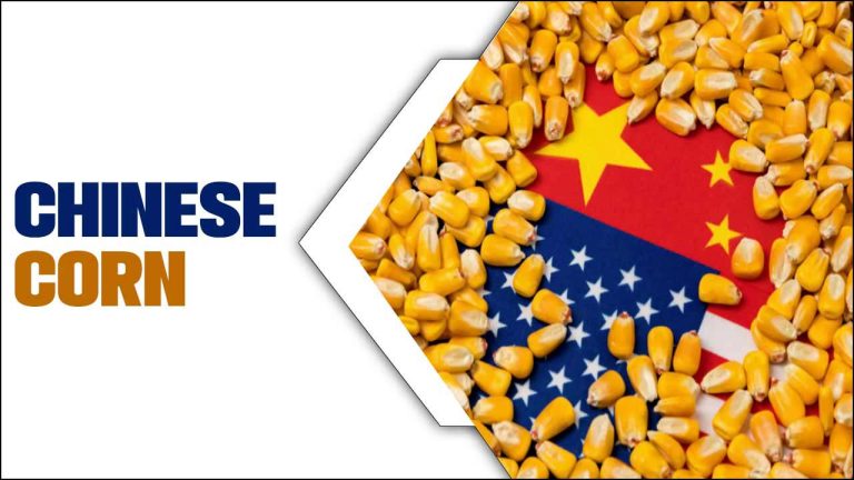Chinese Corn