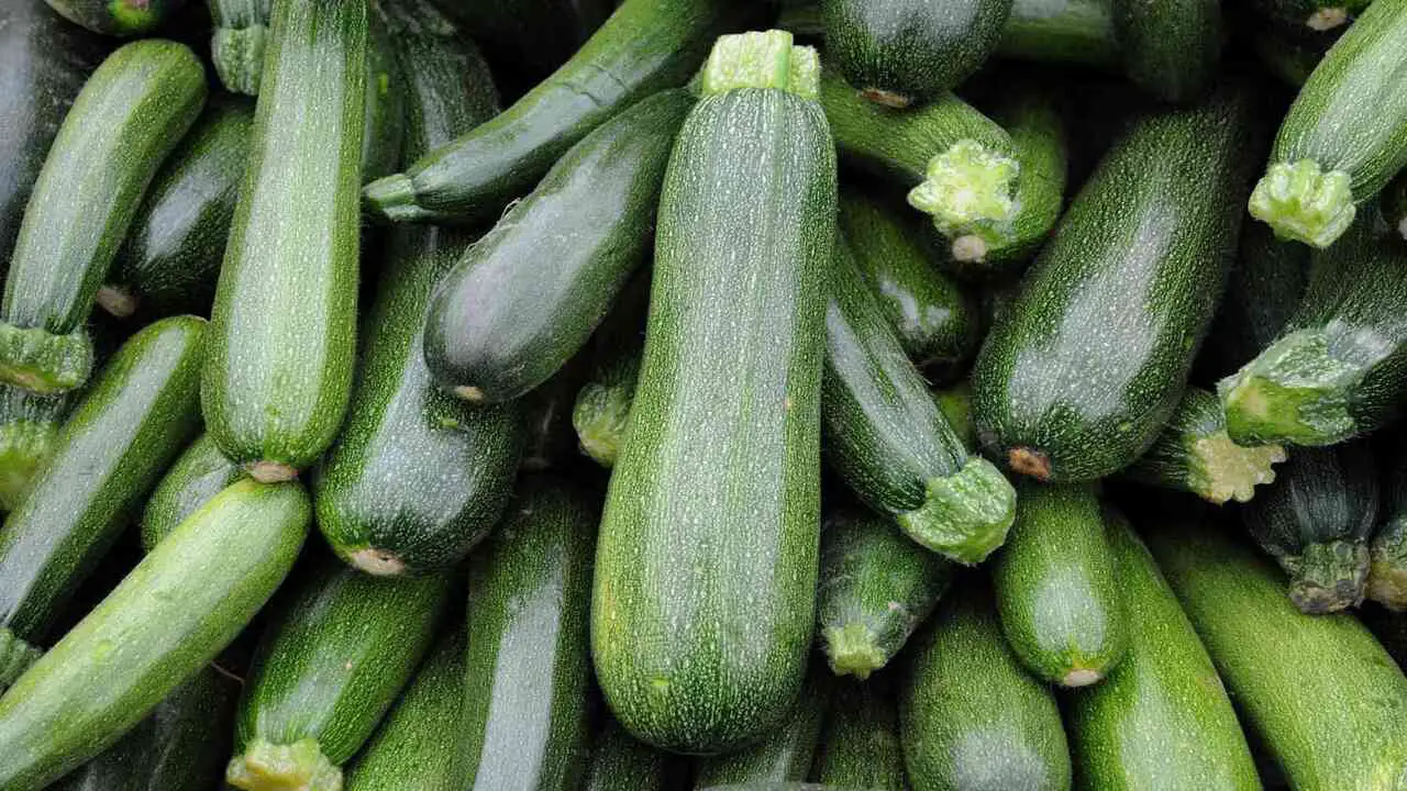 Factors That Influence Zucchini Weight