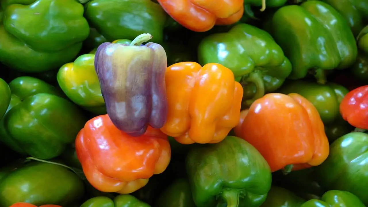 How Many Bell Peppers In A Pound Or Kilogram