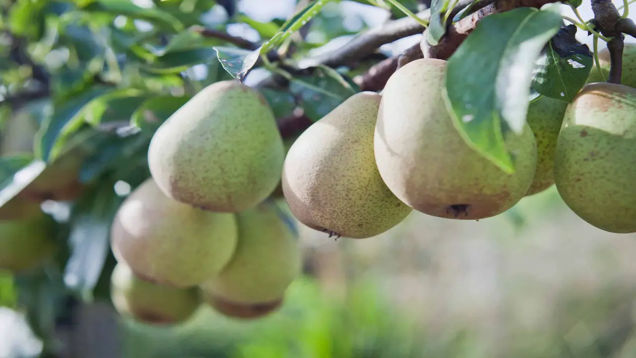  Nutritional Value Of Bartlett And Anjou Pears