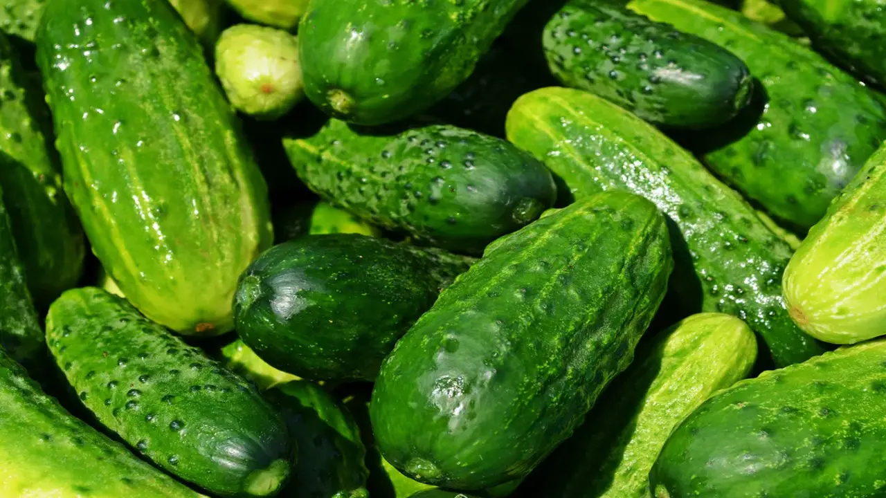 The Global Impact Of Cucumber Shape