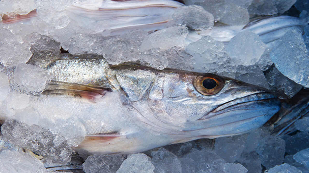 The Sensory Profile Of Fresh Cod