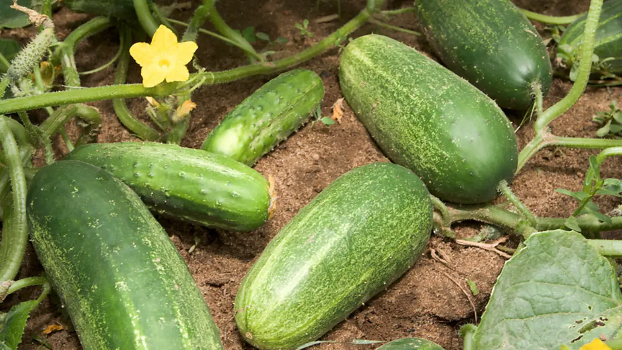 Understanding Cucumber Varieties
