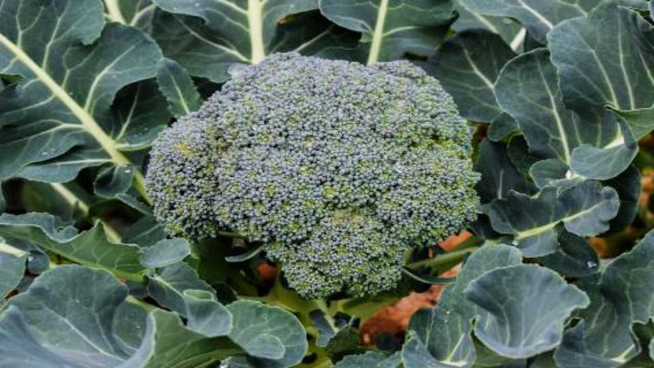 Varieties Of Broccoli Grown In Italy