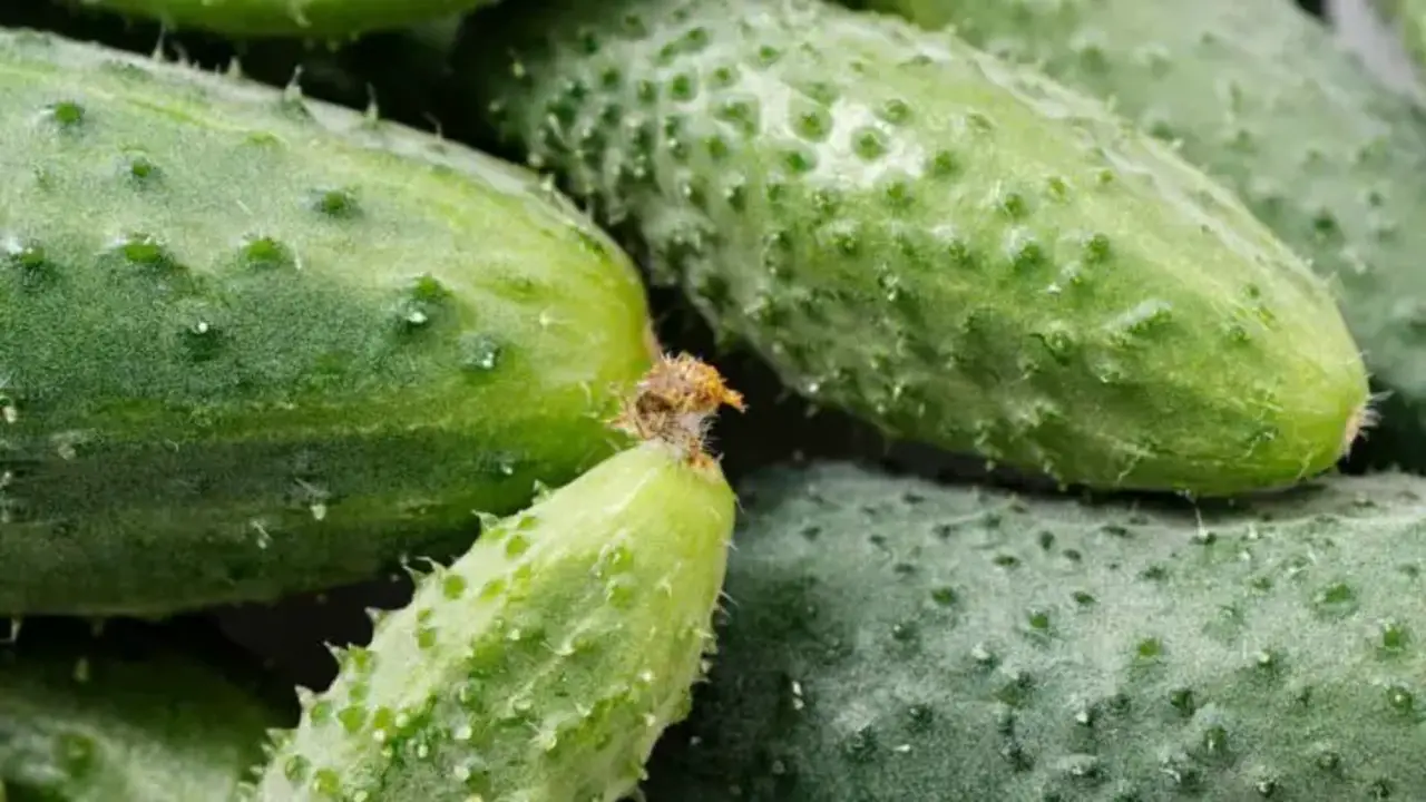 Why Some Cucumbers Are Round - Behind The Science