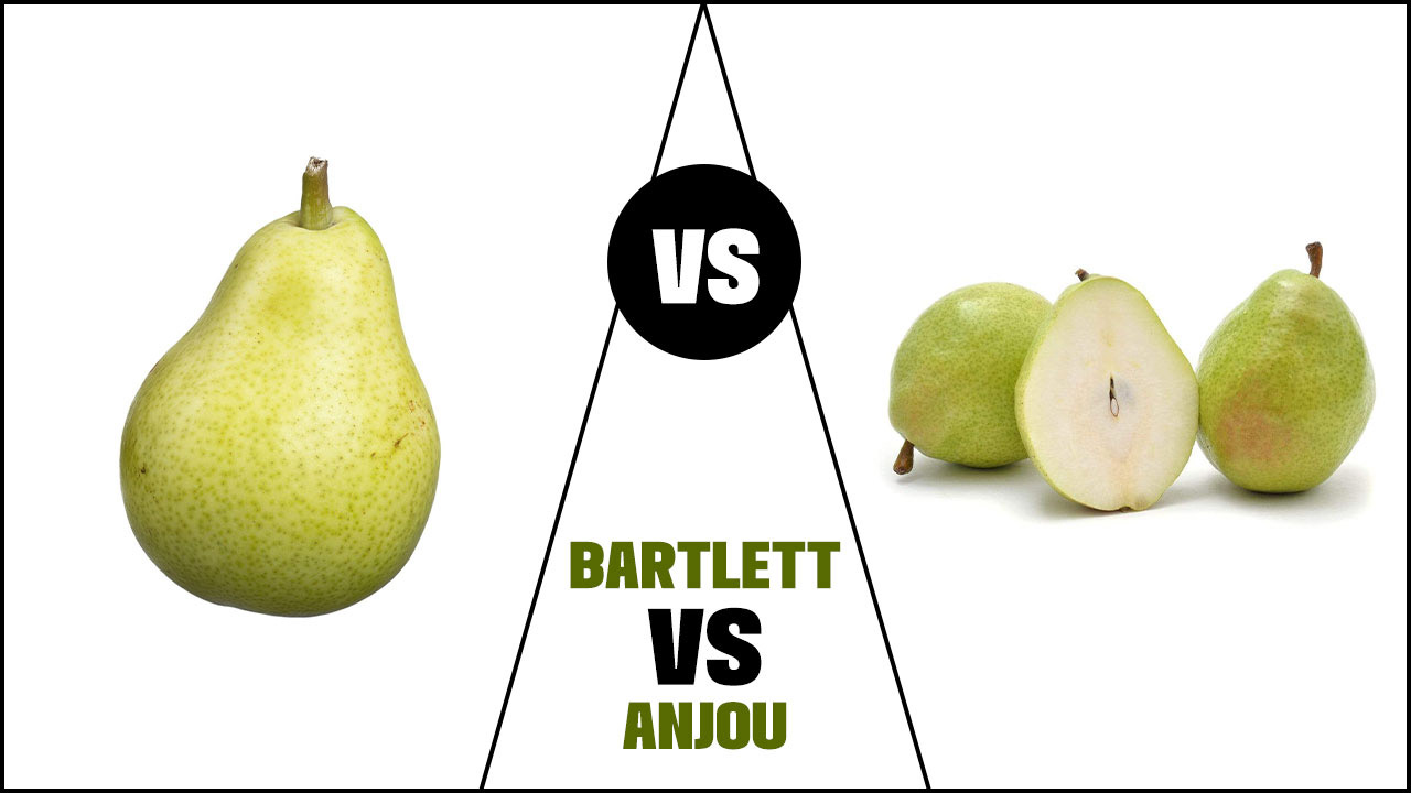 Bartlett Vs Anjou