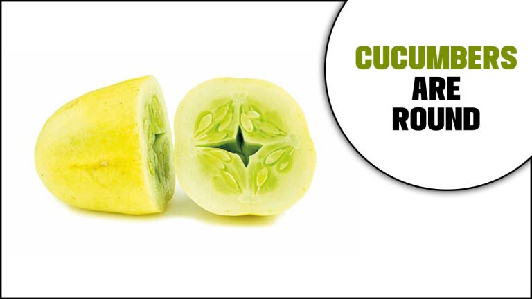 Cucumbers Are Round