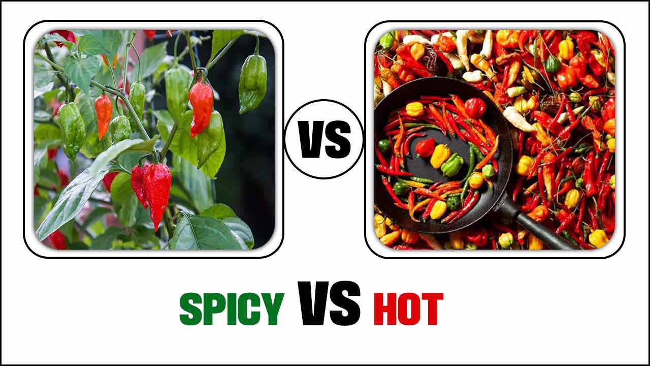 Spicy Vs Hot