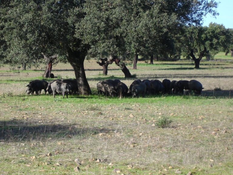 Black pigs in a cork oak dehesa