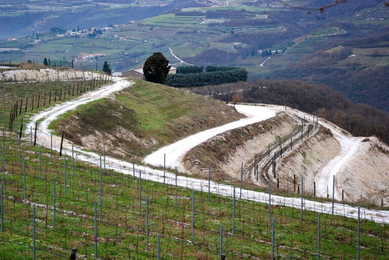 Valpolicella vineyards near Verona