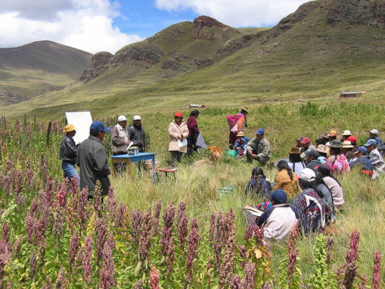 Quinoa fields in the Andes