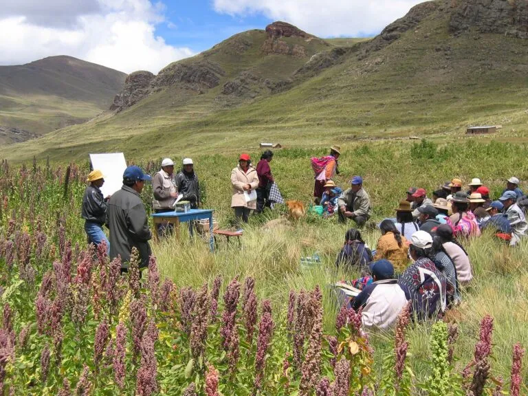 Quinoa fields in the Andes