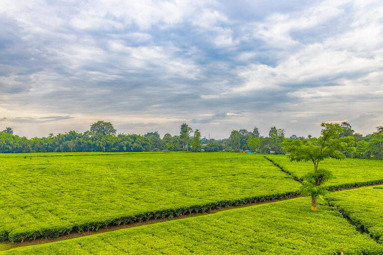Tea garden in Assam