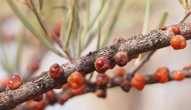 Australian bush tucker