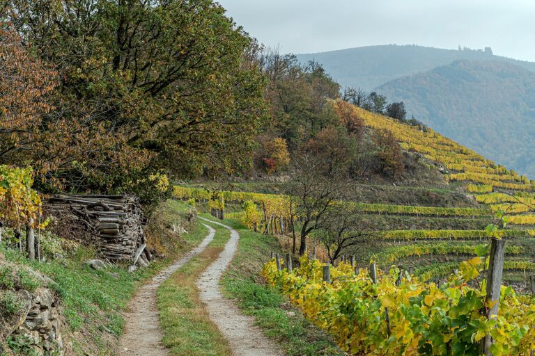 Wachau vineyards in Austria