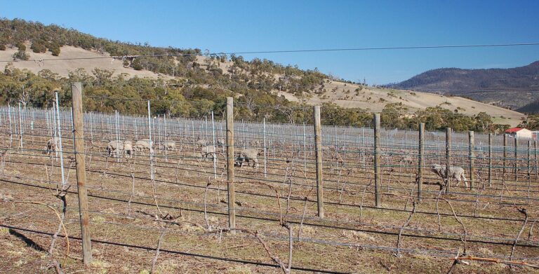Biodynamic vineyard