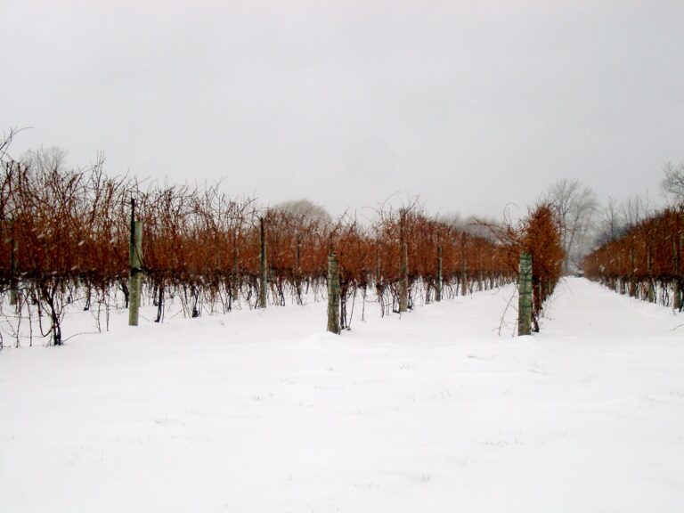 Icewine grapes in Canada