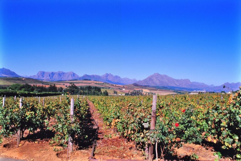 Cape Winelands vineyards