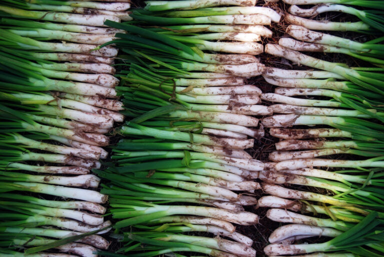Catalan calçots with romesco