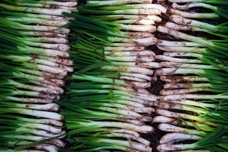 Catalan calçots with romesco