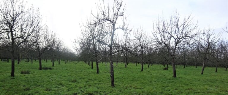 Somerset cider orchard