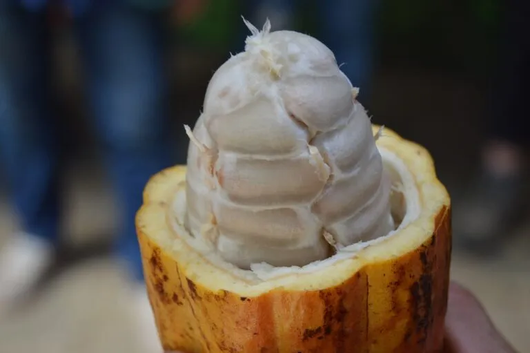 Cacao pods on a farm