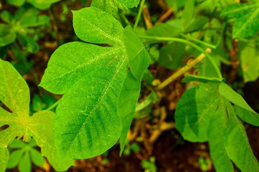 Congolese pondu (saka saka) cassava leaves