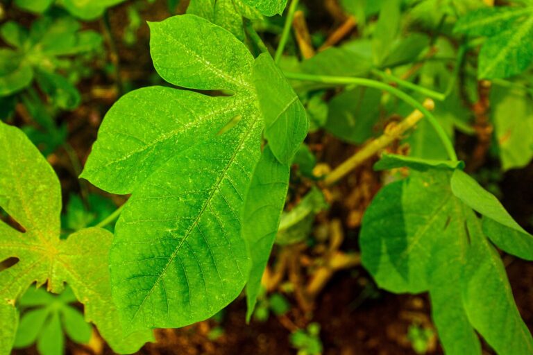 Congolese pondu (saka saka) cassava leaves