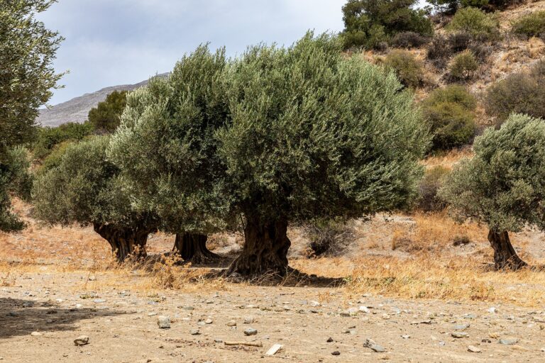 Olive groves in Crete