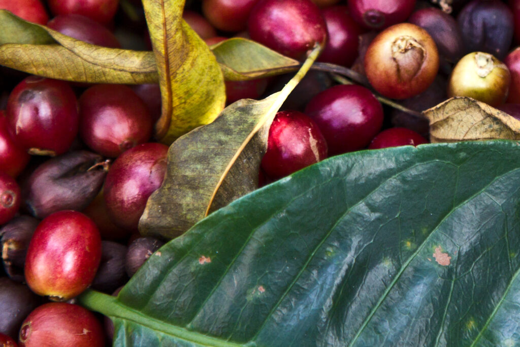 Coffee cherries on a coffee farm
