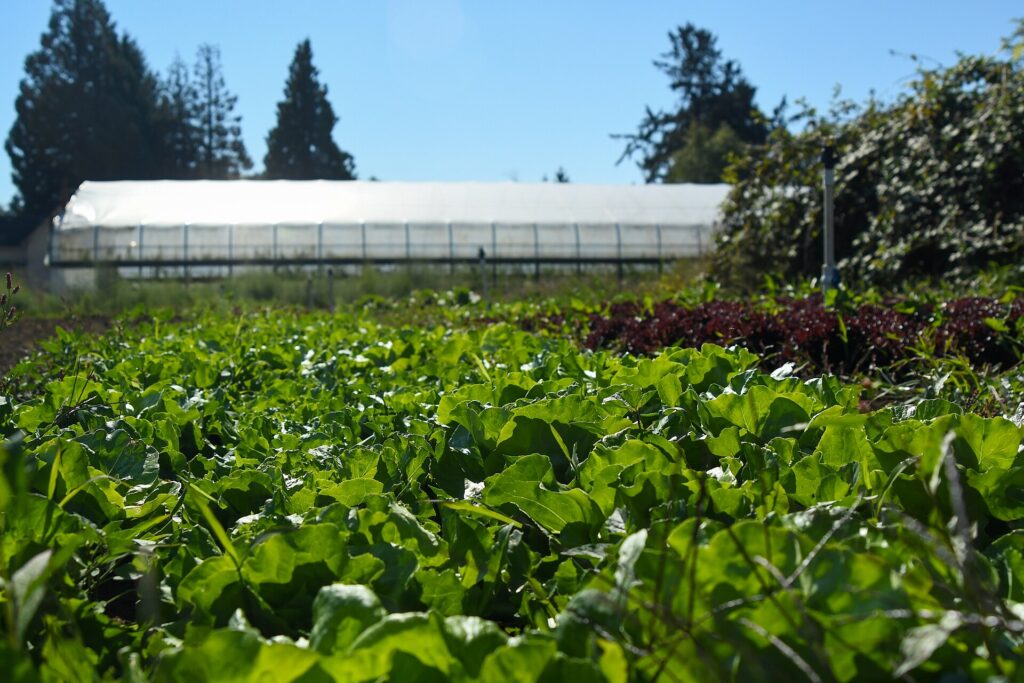 Farm produce in Oregon