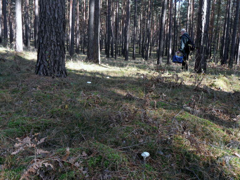 Foraging for wild food