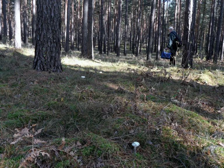 Foraging for wild food