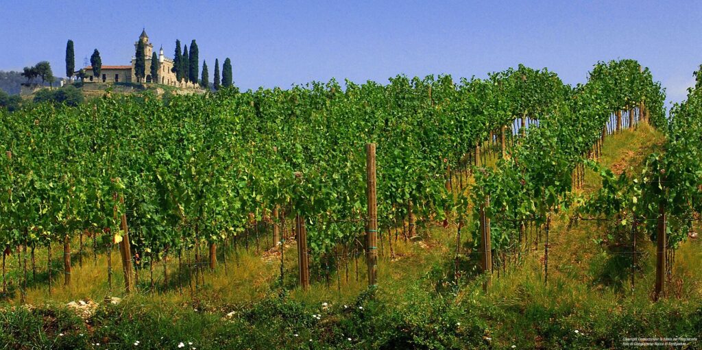 Franciacorta vineyards in Italy