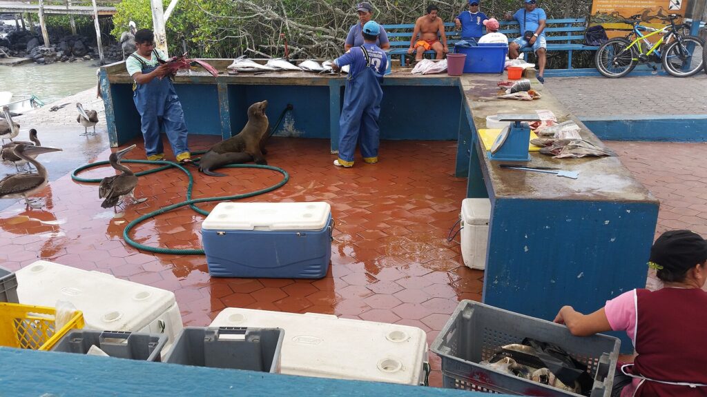 Seafood in the Galápagos