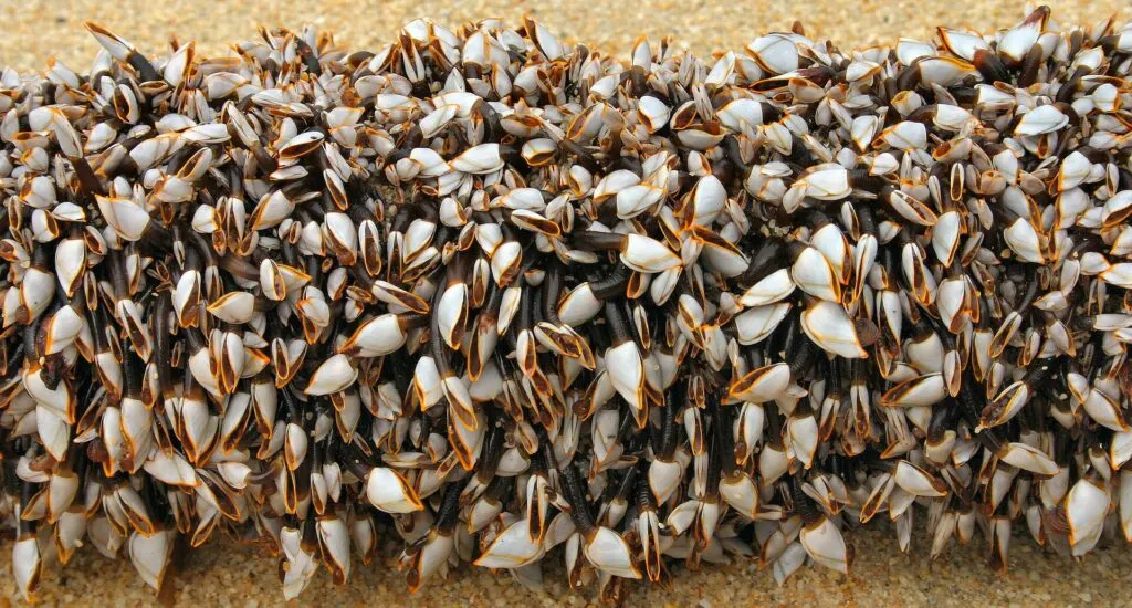 Galician percebes