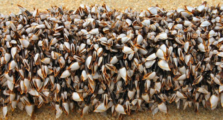 Galician percebes