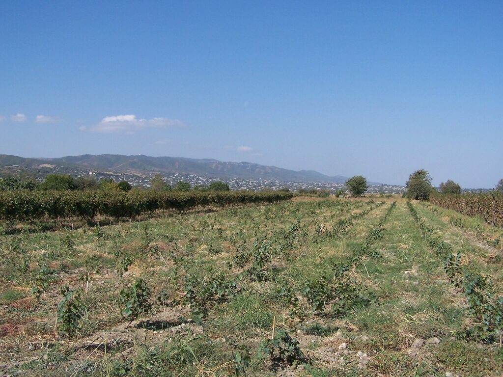 Vineyards in Kakheti, Georgia