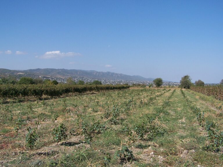 Vineyards in Kakheti, Georgia
