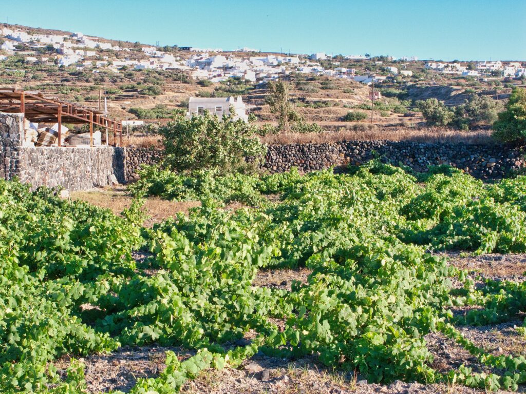 Santorini vineyards