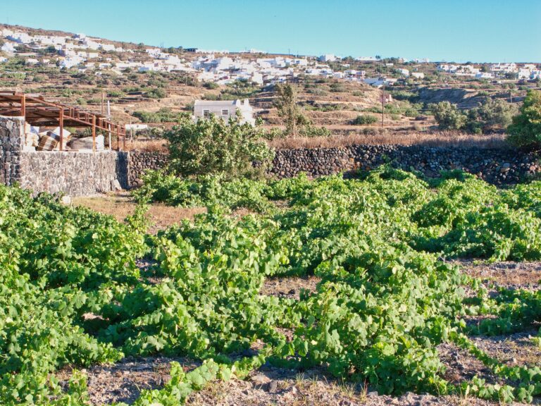 Santorini vineyards