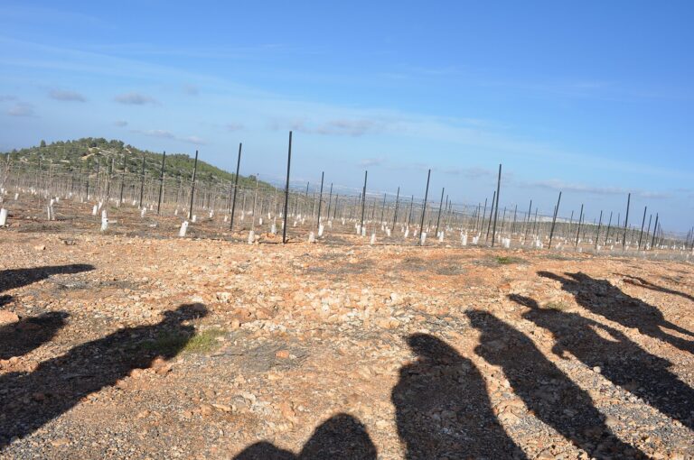 Vineyard in Israel