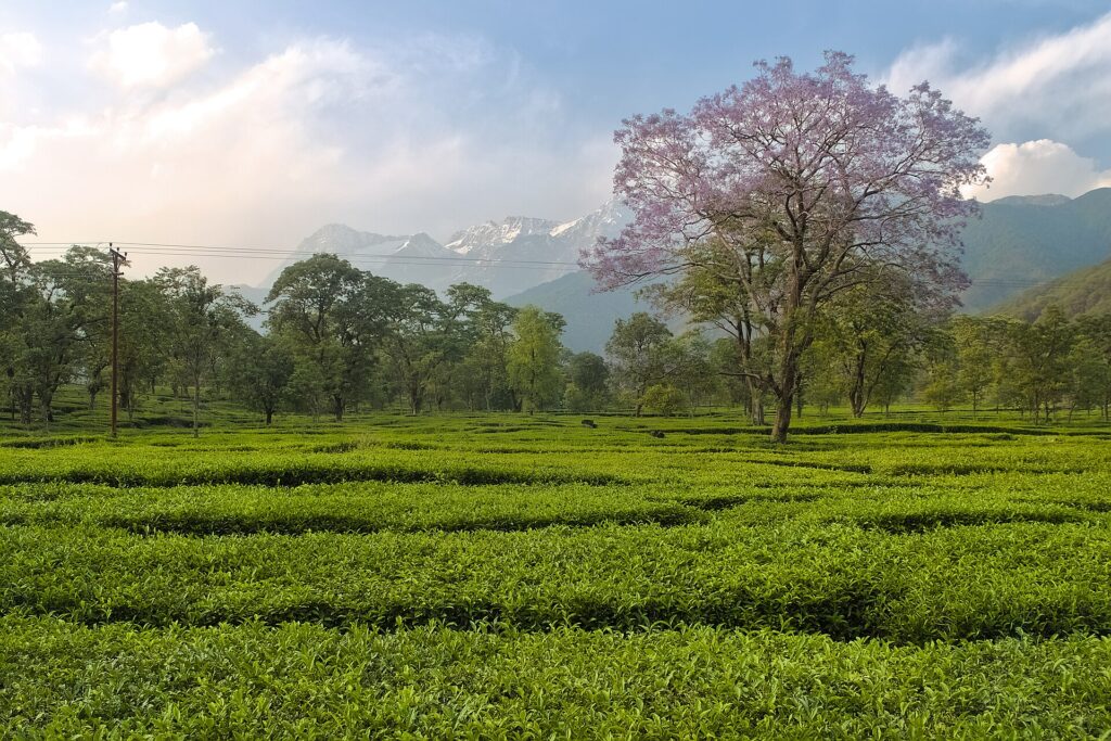 Rows of tea bushes on a tea estate