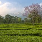 Rows of tea bushes on a tea estate