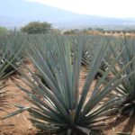 Blue agave fields near Tequila, Jalisco