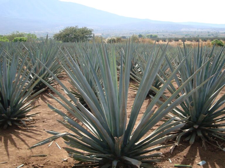 Blue agave fields near Tequila, Jalisco