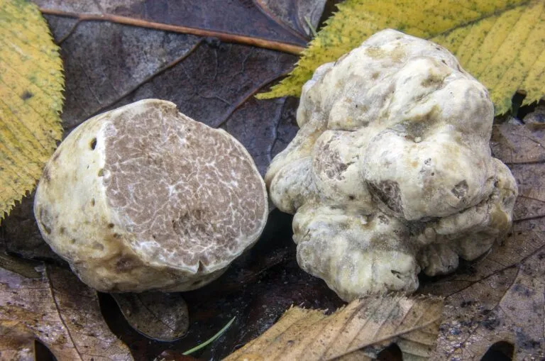 White truffles from Alba