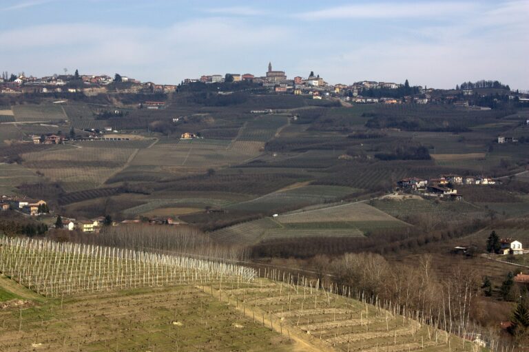 Vineyards around Barolo in Piedmont