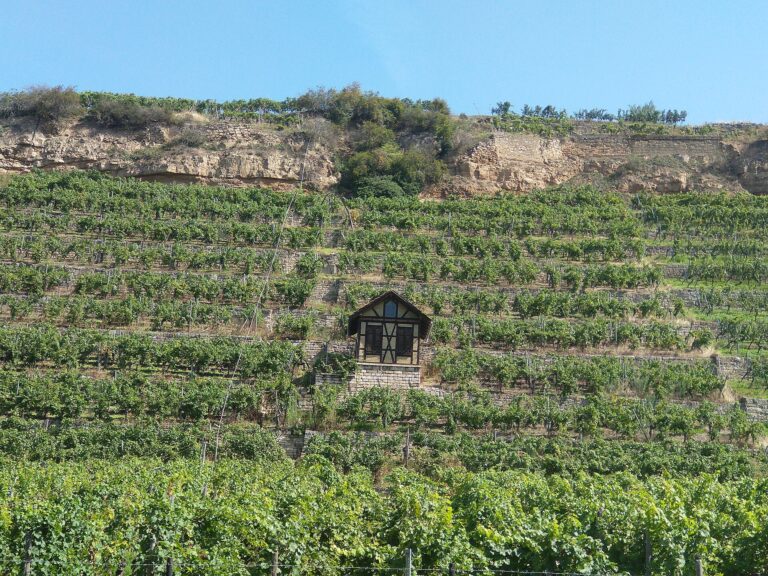 Cycling through vineyards